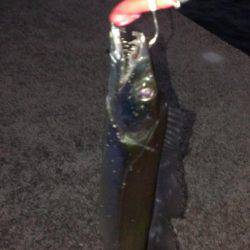 タチウオの季節