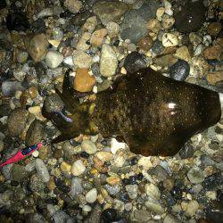 寒気、北風、寒い!