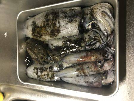 デカイカ求めて