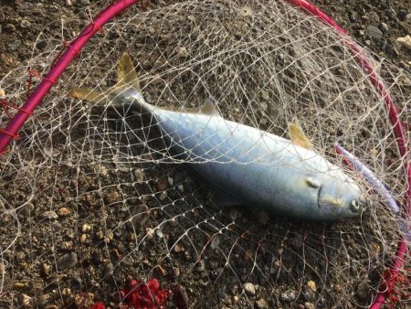 人が多いと釣れんわ〜