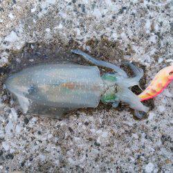 サイズが上がらない