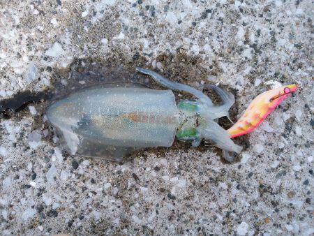 サイズが上がらない