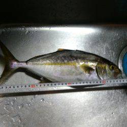 マリーナシティ大波止釣行