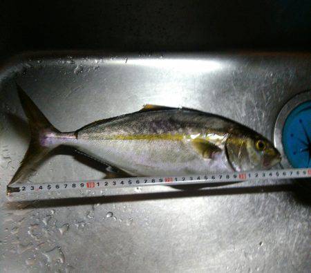 マリーナシティ大波止釣行