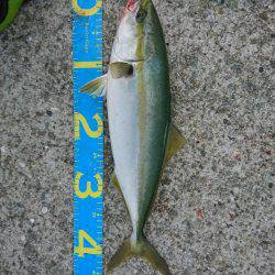 やっとハマチ！