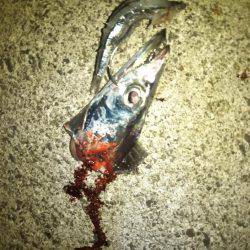 太刀魚テンヤ釣れてます。