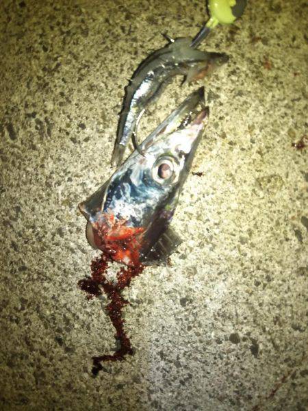 太刀魚テンヤ釣れてます。