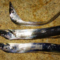 ジグサビキとワインド