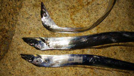 ジグサビキとワインド