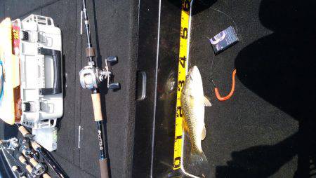 秋パターン調査