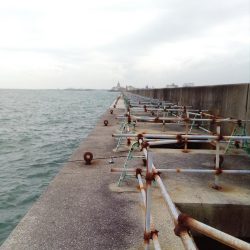 本命はゼロ、外道は釣れました。