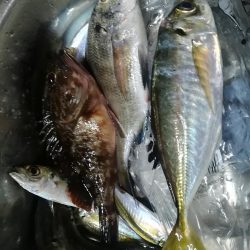 太刀魚撃沈