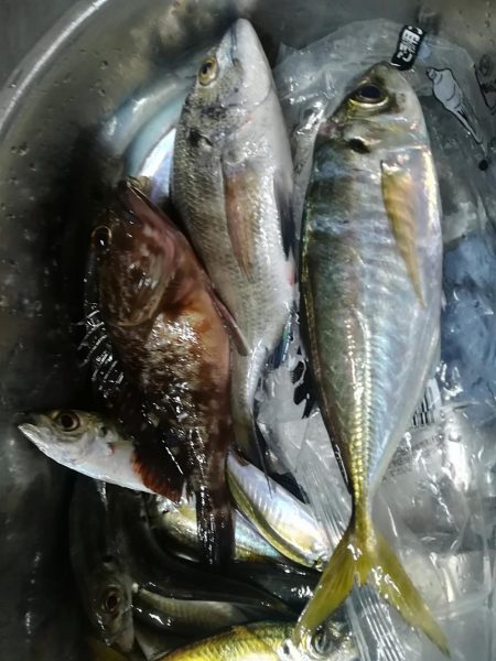 太刀魚撃沈
