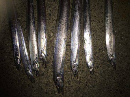 太刀魚上向いていくかなぁ〜