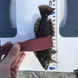 メバルが釣れました