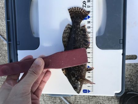 メバルが釣れました