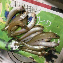 恒例ハゼ釣りのはずが、、、