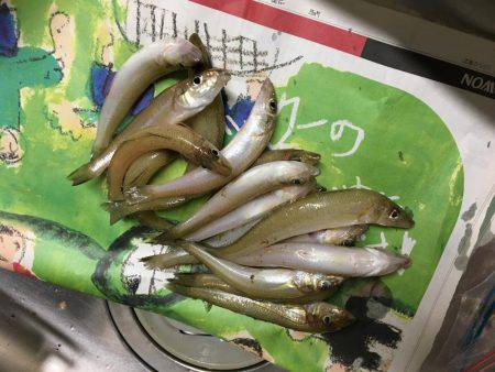 恒例ハゼ釣りのはずが、、、