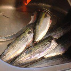 ハマツーサゴファイブ