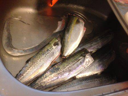 ハマツーサゴファイブ