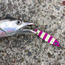 ワインド、ジギングで三目釣り