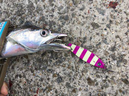 ワインド、ジギングで三目釣り