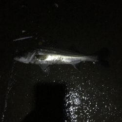 員弁川シーバス