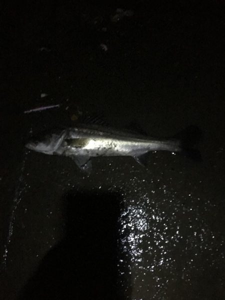 員弁川シーバス