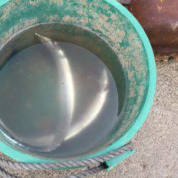 小太刀ですが……