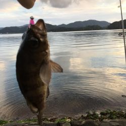 今シーズン初メバル