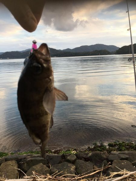 今シーズン初メバル