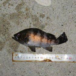 そろそろメバルも視野に入れましょうか