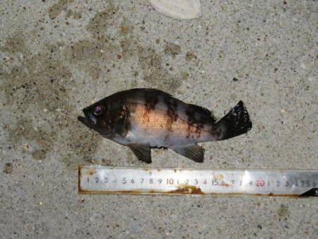 そろそろメバルも視野に入れましょうか