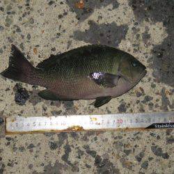 豊浜→師崎方面