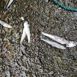 ハマチ・サゴシ