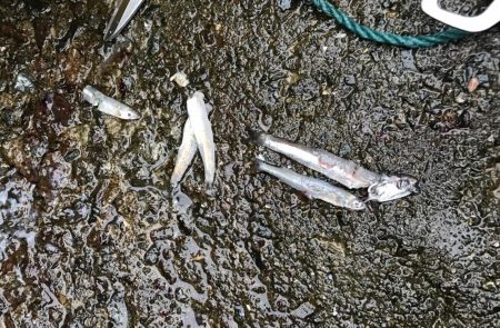 ハマチ・サゴシ