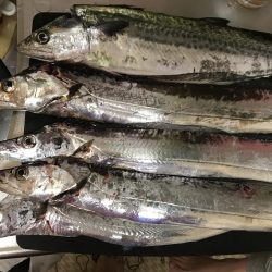 ナイトゲームから朝まずめ