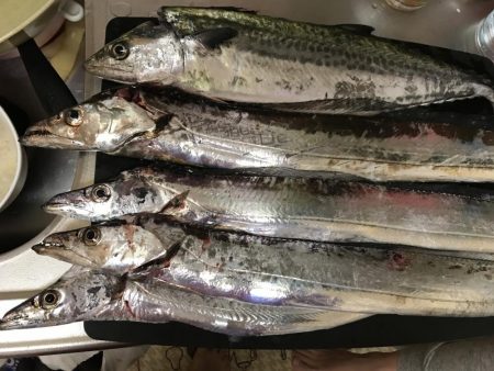 ナイトゲームから朝まずめ