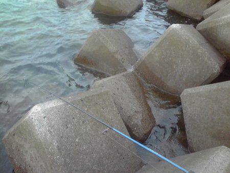 テトラでガシラ釣り