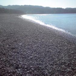 シマイサキ12匹