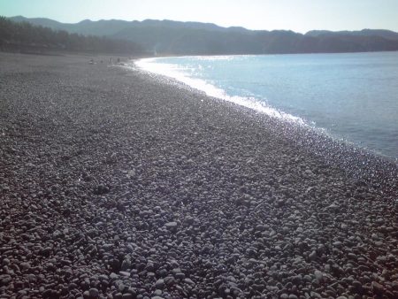 シマイサキ12匹