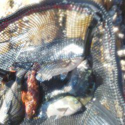 グレ・アオリイカ・共に小さい・・・・・・