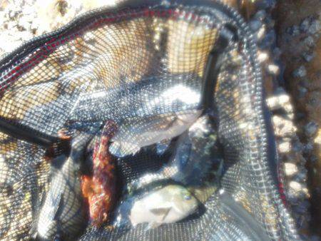 グレ・アオリイカ・共に小さい・・・・・・