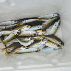 久し振りのアジつり・・・アオリイカ一杯・・