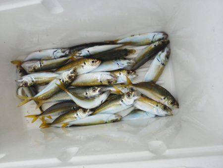 久し振りのアジつり・・・アオリイカ一杯・・