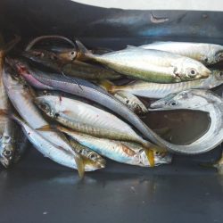 太刀魚とアジ・・