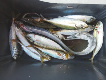 太刀魚とアジ・・