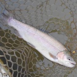 大安トラウトレイク 釣果