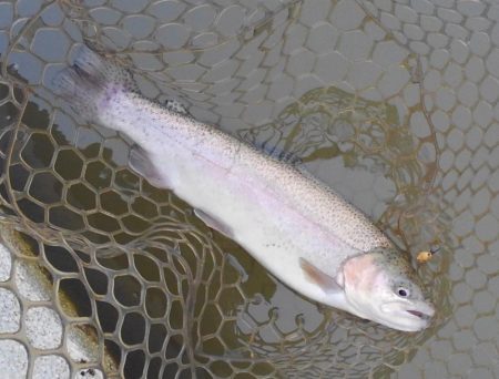 大安トラウトレイク 釣果