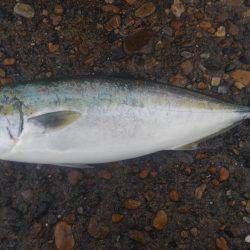 太刀魚&サビキ~ののませ!